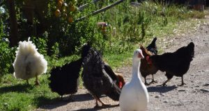 Ρόδος: Άρπαξαν 80 κότες, χήνες και γαλοπούλες από κοτέτσι