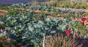 Αγρίνιο: Αιτήσεις για παραχώρηση χρήσης κηποτεμαχίου στον Δημοτικό Λαχανόκηπο