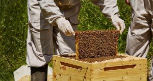 Προγράμματα κατάρτισης για μελισσοκόμους