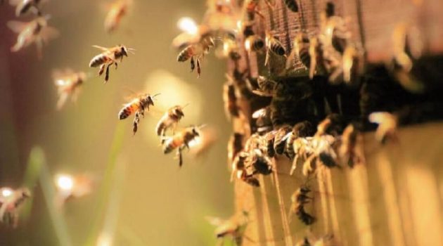Λήμνος: Κατέληξε 48χρονος από τσιμπήματα μελισσών