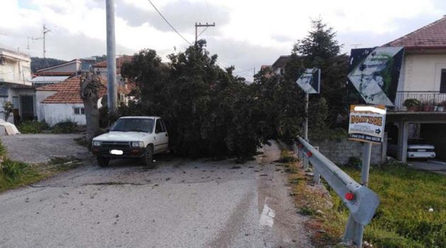 Απίστευτο: Δέντρο έπεσε σε διερχόμενο αυτοκίνητο στο Θέρμο – Σώος ο οδηγός (Photos)