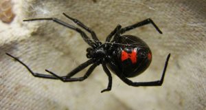 Πήλιο: Αράχνη «μαύρη χήρα» τσίμπησε 4χρονο – Εκτάκτως στο «Παίδων»…