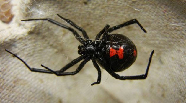 Πήλιο: Αράχνη «μαύρη χήρα» τσίμπησε 4χρονο – Εκτάκτως στο «Παίδων» (Photo)