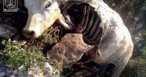 Αγέλες λύκων κατασπαράζουν κοπάδια στην Κεχρινιά Αμφιλοχίας (Video)