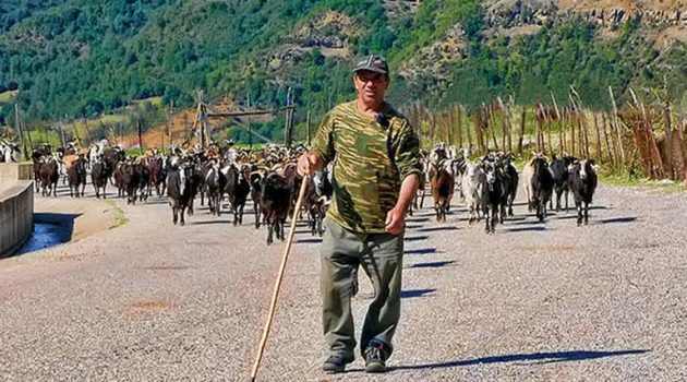 Ένας κτηνοτρόφος μιλά για τη ζωή του στα βουνά του Βάλτου Αιτωλ/νίας (Video)