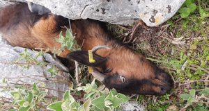 Αμφιλοχία: Επέλαση λύκων στην Κεχρινιά «αφανίζει» κοπάδια (Video – Σκληρές…