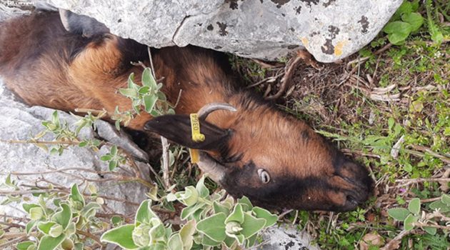 Αμφιλοχία: Επέλαση λύκων στην Κεχρινιά «αφανίζει» κοπάδια (Video – Σκληρές εικόνες)