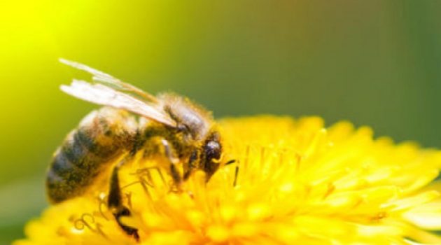 Ο Μελισσοκομικός Σύλλογος Αιτωλοακαρνανίας για την Παγκόσμια Ημέρα Μέλισσας