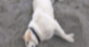 Ιεράπετρα: Σκύλος βρέθηκε κρεμασμένος – Έρευνες για να εντοπιστούν οι…