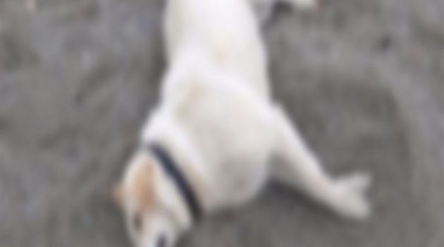 Ιεράπετρα: Σκύλος βρέθηκε κρεμασμένος – Έρευνες για να εντοπιστούν οι δράστες