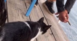 Αθωώθηκε ο νεαρός που κλώτσησε γατάκι σε ταβέρνα στην Αιδηψό