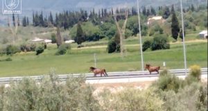 Άλογα καλπάζουν στην Iόνια Οδό (Video)