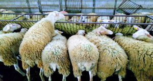 Ενίσχυση για Ζωοτροφές: Ρύθμιση για εγγραφή στο Μ.Α.Ε. «κομμένων» κτηνοτρόφων