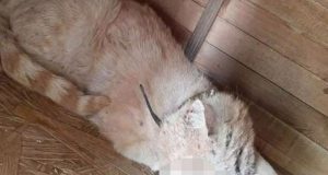 Απίστευτη κτηνωδία στην Κύπρο: Χρησιμοποιήσαν γατάκι ως στόχο για σκοποβολή