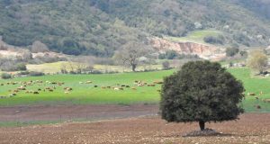 Γεωργία – Κτηνοτροφία: αύξηση 19,7% τον Μάρτιο στους δείκτες τιμών