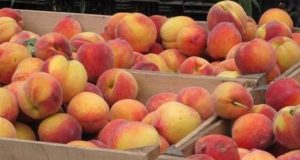 Αγρίνιο: Διανομή φρούτων από το Κοινωνικό Παντοπωλείο