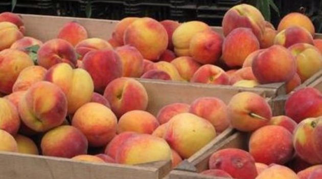 Αγρίνιο: Διανομή φρούτων από το Κοινωνικό Παντοπωλείο