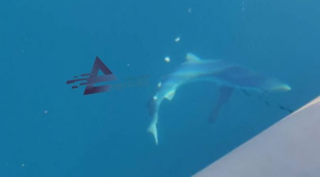 Μύτικας Αιτωλοακαρνανίας: Ψάρεμα με θεατή έναν καρχαρία (Photos)