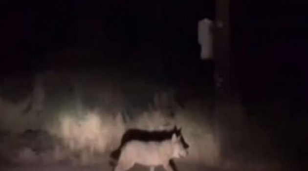 Ναύπακτος: Λύκος έκανε «βόλτα» μέσα στα σπίτια στην περιοχή του Γηπέδου (Video)