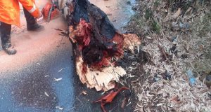 Παναιτώλιο Αγρινίου: Πτώση δέντρου πάνω σε διερχόμενο όχημα εξαιτίας της…