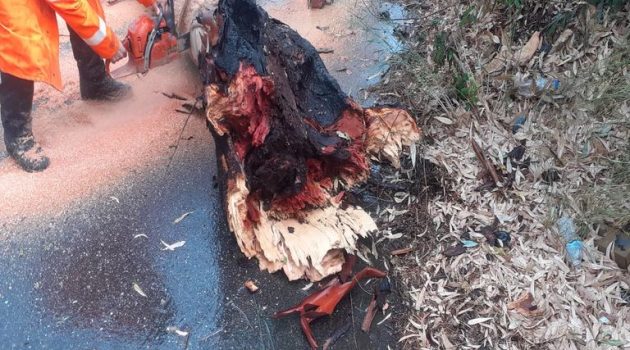 Παναιτώλιο Αγρινίου: Πτώση δέντρου πάνω σε διερχόμενο όχημα εξαιτίας της κακοκαιρίας (Photos)