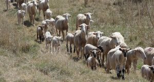 Κτηνοτροφία: Εγκρίθηκε το Ελληνικό πρόγραμμα ύψους 50 εκατ. ευρώ