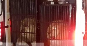Προμαχώνας: Εντόπισαν δύο λιοντάρια και μια τίγρη με προορισμό τη…