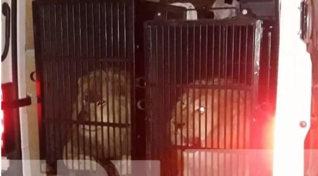 Προμαχώνας: Εντόπισαν δύο λιοντάρια και μια τίγρη με προορισμό τη Μύκονο