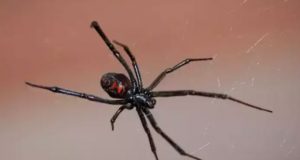 Σέρρες: Αράχνη «μαύρη χήρα» τσίμπησε αγρότη και τον έστειλε στο…