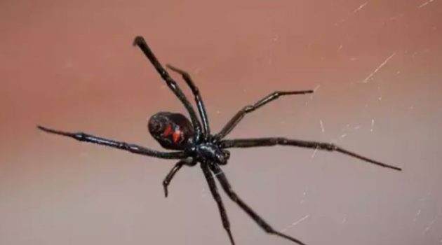 Σέρρες: Αράχνη «μαύρη χήρα» τσίμπησε αγρότη και τον έστειλε στο Νοσοκομείο