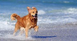 Και τα σκυλιά στις παραλίες με τη νέα Νομοθεσία