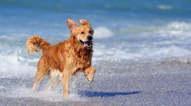 Και τα σκυλιά στις παραλίες με τη νέα Νομοθεσία