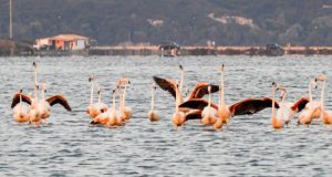 Τα όμορφα Φλαμίνγκο στη Λιμνοθάλασσα της Λευκάδας (Photos)