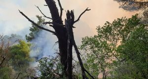 Λευκάδα: Φωτιά στο Πόρτο Κατσίκι – Έχει αποκλειστεί η πρόσβαση…
