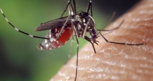Ε.Ο.Δ.Υ.: Προφυλαχθείτε από τα κουνούπια και τον ιό του Δυτικού…