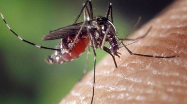 Ε.Ο.Δ.Υ.: Προφυλαχθείτε από τα κουνούπια και τον ιό του Δυτικού Νείλου
