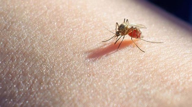 Ε.Ο.Δ.Υ.: Λοίμωξη από τον ιό του Δυτικού Νείλου στη χώρα μας – Ατομική προστασία από τα κουνούπια