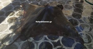 Ναύπακτος: Σαλάχι 120 κιλά έβγαλε με τα δίχτυα του ψαράς…