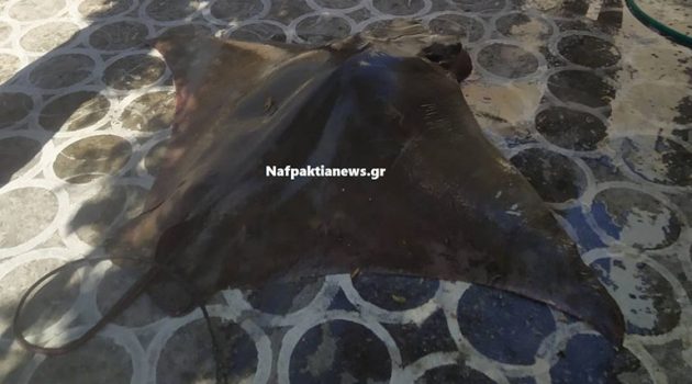 Ναύπακτος: Σαλάχι 120 κιλά έβγαλε με τα δίχτυα του ψαράς (Photos)