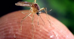 Ε.Ο.Δ.Υ.: 282 κρούσματα λοίμωξης από τον ιό του Δυτικού Νείλου…