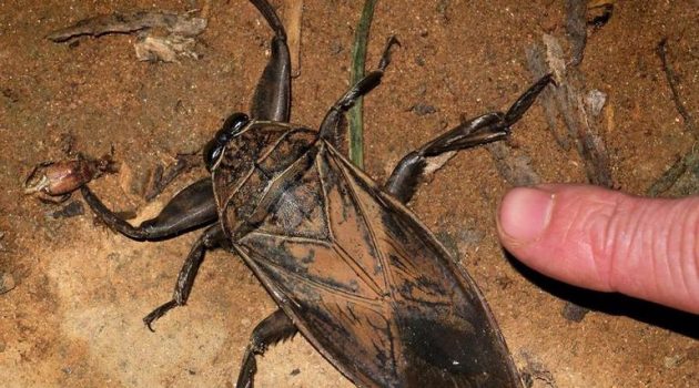 Στα Καλύβια Αγρινίου το σαρκοφάγο έντομο, ο γιγαντιαίος και δηλητηριώδης «Λιθόκερος» (Photos)