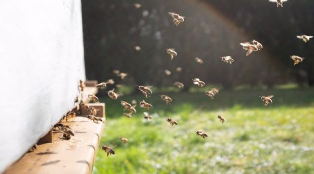 Η.Π.Α.: Σε κώμα νοσηλεύεται 20χρονος που τσιμπήθηκε 20.000 φορές από μέλισσες-δολοφόνους