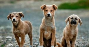 Χρηματοδότηση καταφυγίου αδέσποτων ζώων και κτηνιατρείου στον Δήμο Αμφιλοχίας