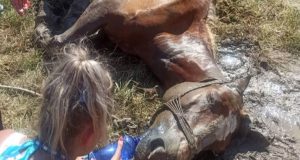 Κέρκυρα: Άφησαν άλογο δεμένο στον ήλιο και πέθανε (Video –…