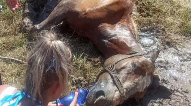 Κέρκυρα: Άφησαν άλογο δεμένο στον ήλιο και πέθανε (Video – Photos)
