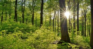 Νέοι κανόνες για περιορισμό της Παγκόσμιας αποψίλωσης δασών