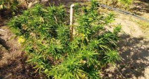 Αγρίνιο: Η ΕΛ.ΑΣ. για τη σύλληψη άνδρα που καλλιεργούσε ναρκωτικές…