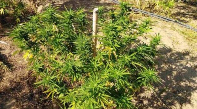 Αγρίνιο: Η ΕΛ.ΑΣ. για τη σύλληψη άνδρα που καλλιεργούσε ναρκωτικές ουσίες
