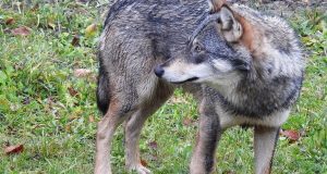 Αμφιλοχία: Μαζικές επιθέσεις λύκων – Σε απόγνωση οι κτηνοτρόφοι (Photos)