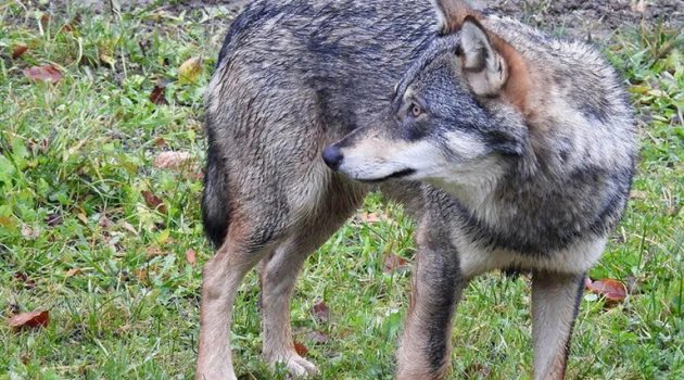 Μάνδρα Θέρμου: Νέα επίθεση λύκου σε κοπάδι προβάτων